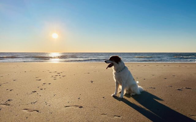 Bringing Your Pets to The Beach: Grand Strand Pet Rules & Beach Regulations
